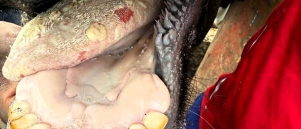 Foot-and-Mouth Disease Symptoms, Why Early Testing Matters