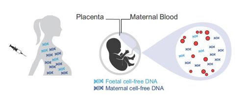 Diagram DNA